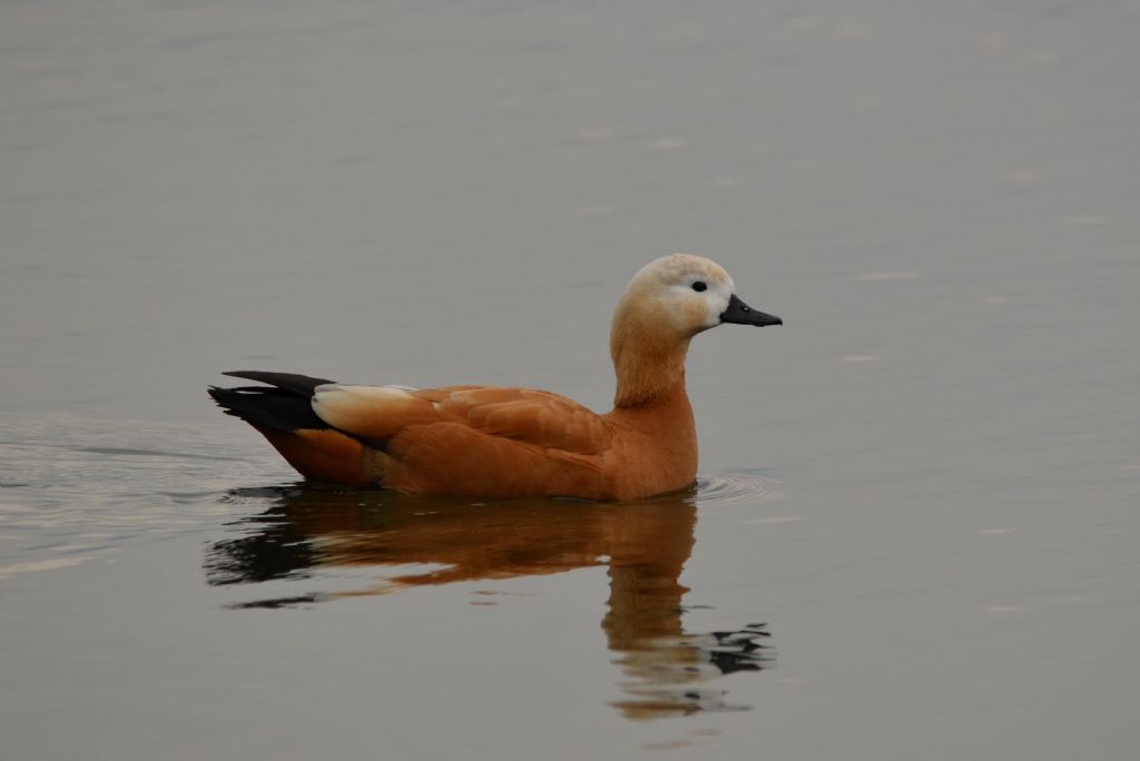 Anatra